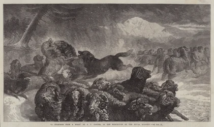 Eine Stampede vor einem Wolf